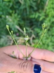Verbena montevidensis
