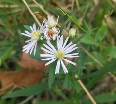 Symphyotrichum
