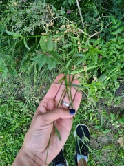 Verbena montevidensis