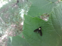 Chrysopilus thoracicus