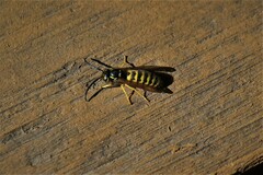 Vespula flavopilosa