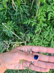 Verbena montevidensis
