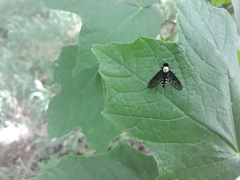 Chrysopilus thoracicus