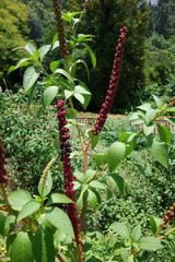 Phytolacca heterotepala