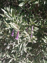 Dunalia brachyacantha