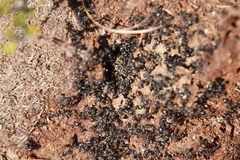 Crematogaster peringueyi