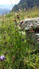 Juncus jacquinii