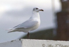Ichthyaetus melanocephalus