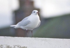 Ichthyaetus melanocephalus