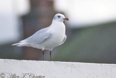 Ichthyaetus melanocephalus