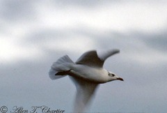 Ichthyaetus melanocephalus