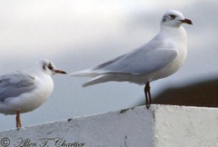 Ichthyaetus melanocephalus