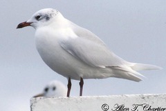 Ichthyaetus melanocephalus