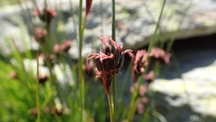 Juncus jacquinii
