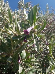 Dunalia brachyacantha