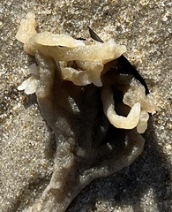 Alcyonidium hauffi