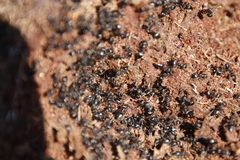 Crematogaster peringueyi