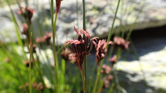 Juncus jacquinii