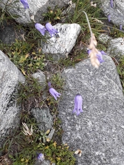 Campanula excisa