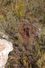 Crematogaster peringueyi