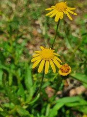Euryops chrysanthemoides