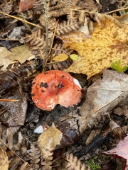 Russula rosacea