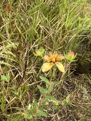 Hypericum myrtifolium