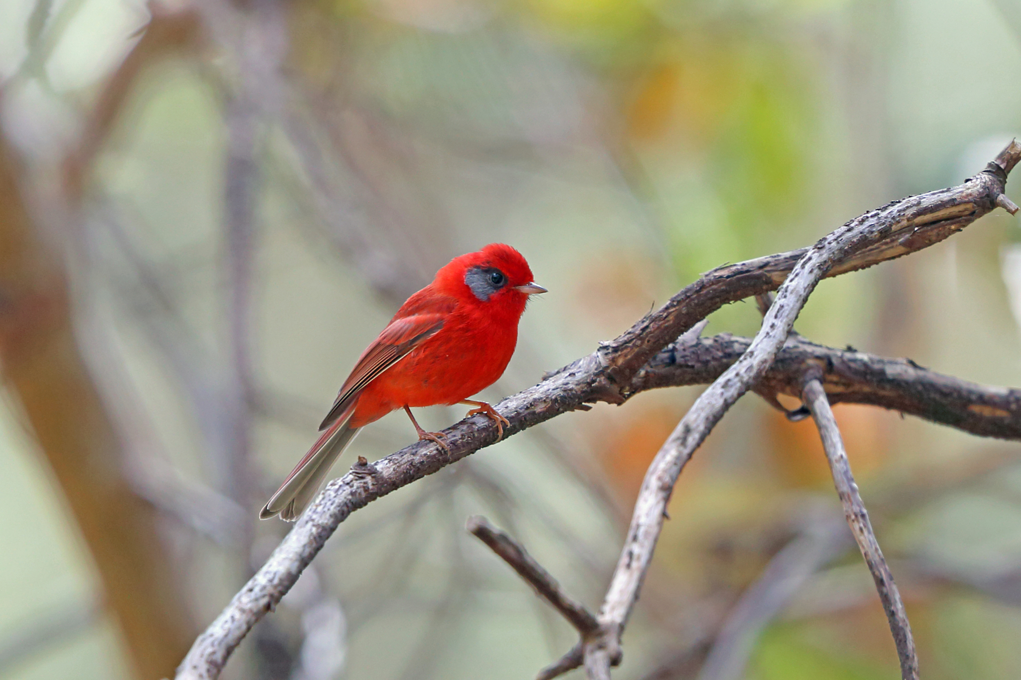 Gray-cheeked Red Warbler (Subspecies Cardellina rubra melanauris