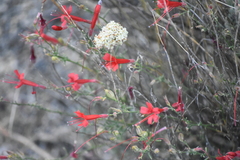 Ipomopsis tenuifolia