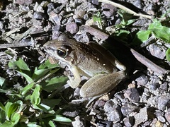 Litoria