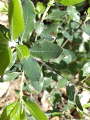 Escallonia pulverulenta