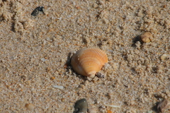 Cardiidae