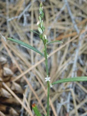 Polygonum douglasii