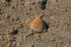 Cardiidae