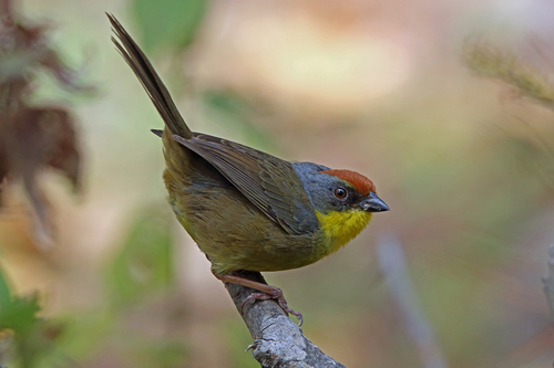 Rufous-capped Brushfinch (Atlapetes pileatus), photo 3