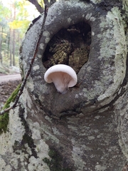 Pleorotus