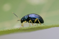 Colaspis laeta