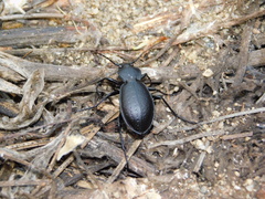 Carabus taedatus