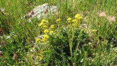 Solidago virgaurea minuta