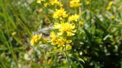 Solidago virgaurea minuta