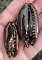 Macrocypraea cervinetta