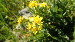 Solidago virgaurea minuta