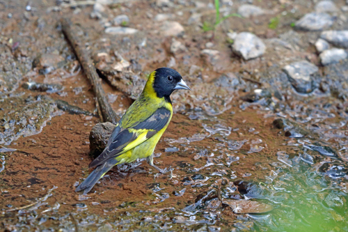 Spinus notatus