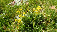 Solidago virgaurea minuta