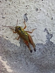 Phoetaliotes nebrascensis