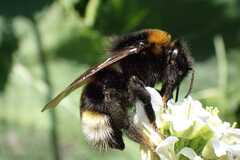 Bombus vestalis