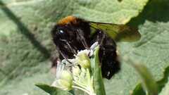 Bombus vestalis