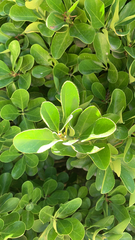 Euonymus japonicus