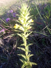 Bellardia viscosa