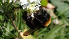 Bombus vestalis